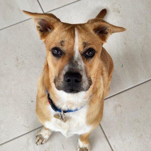 Lori Lucky Paws Dog Rescue Inc