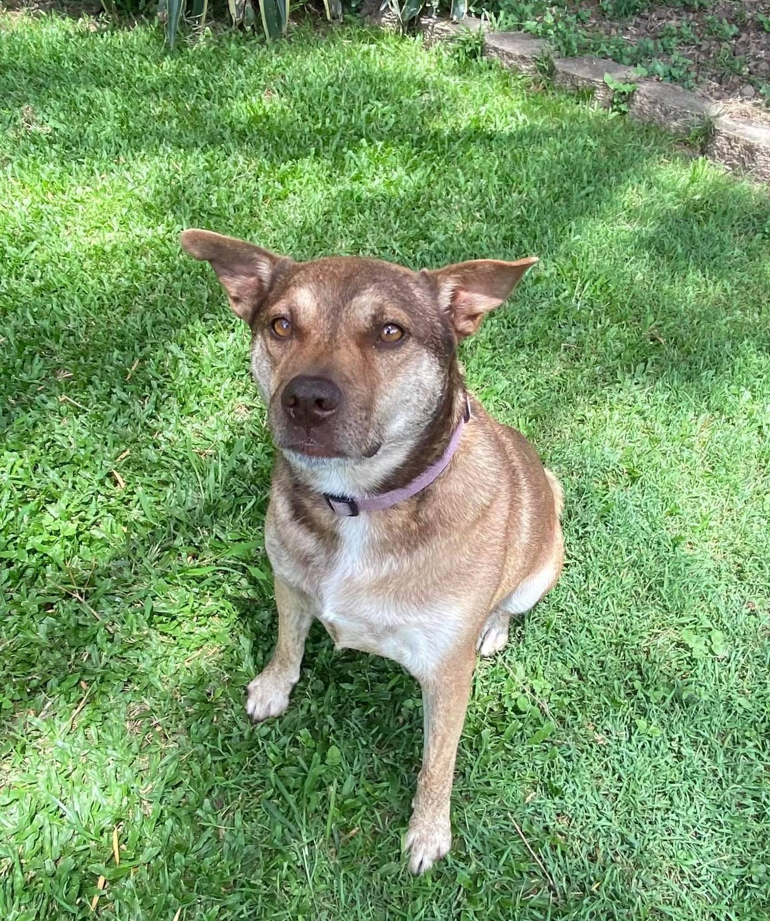 Forever Paws Puppy Rescue Indiana 08 - ogl91yz