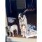 Snoopy