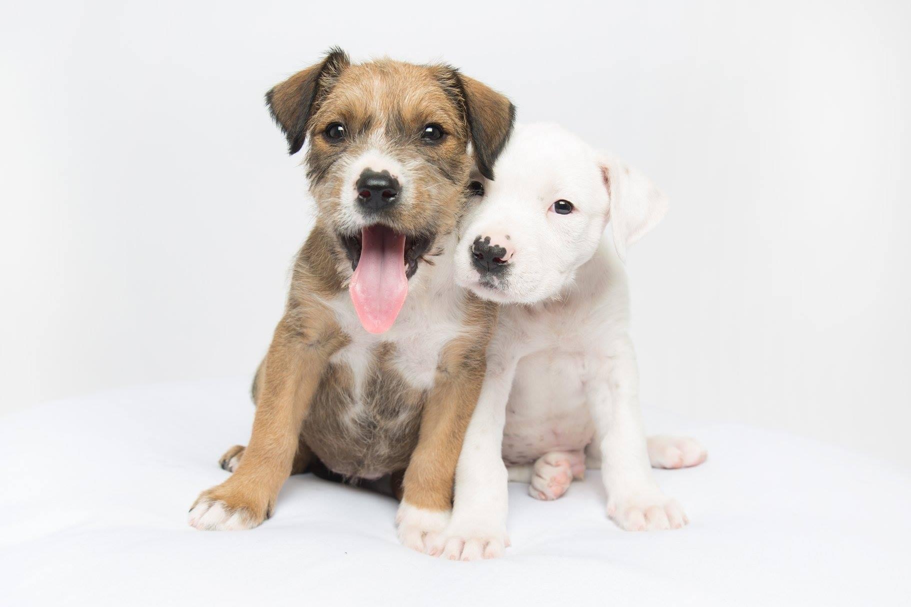 Contact Lucky Paws Dog Rescue Inc contact-lucky-paws-dog-rescue-inc