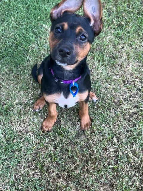 Bronte – Lucky Paws Dog Rescue Inc