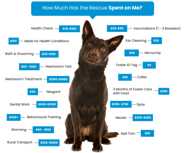 Adoption Fees Lucky Paws Dog Rescue Inc