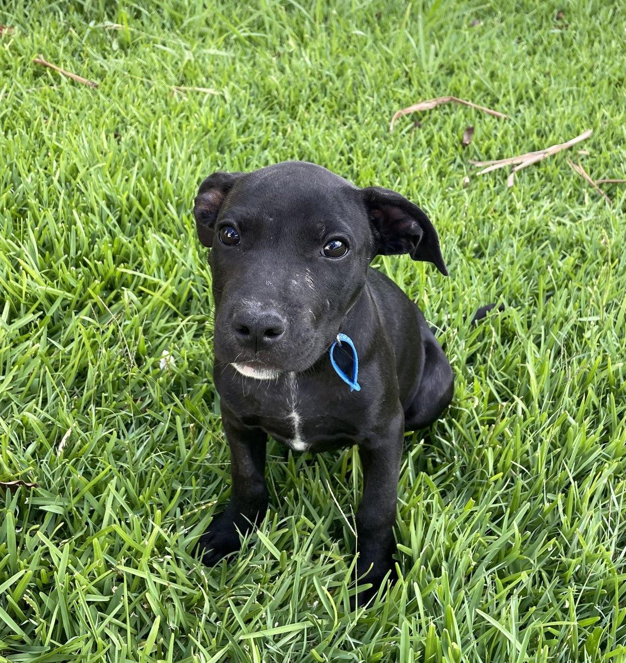 Comet Lucky Paws Dog Rescue Inc