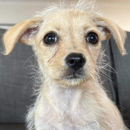 Strawberry Lucky Paws Dog Rescue Inc