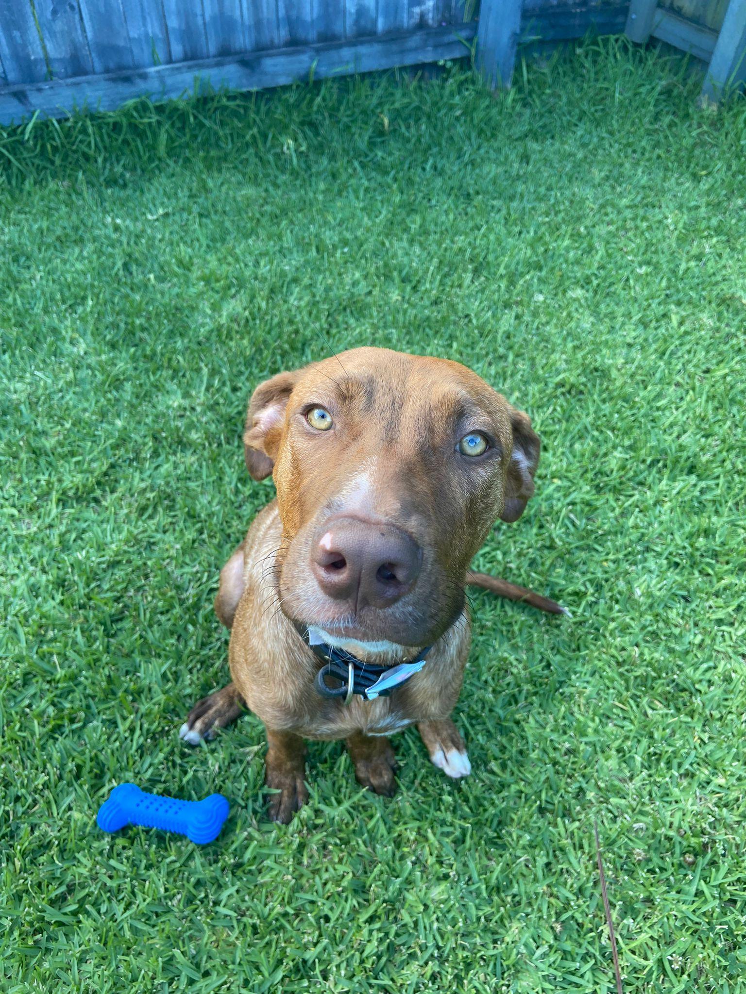 dallas-lucky-paws-dog-rescue-inc