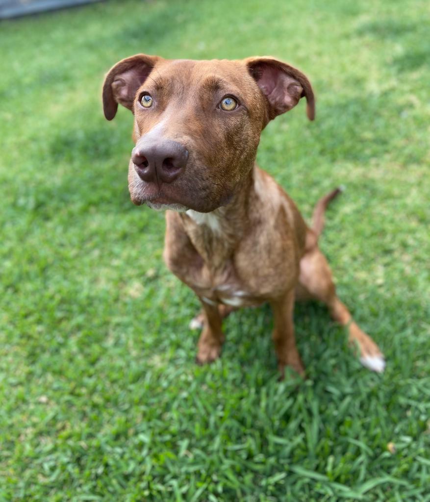 dallas-lucky-paws-dog-rescue-inc