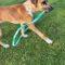 Marmaduke