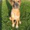 Marmaduke