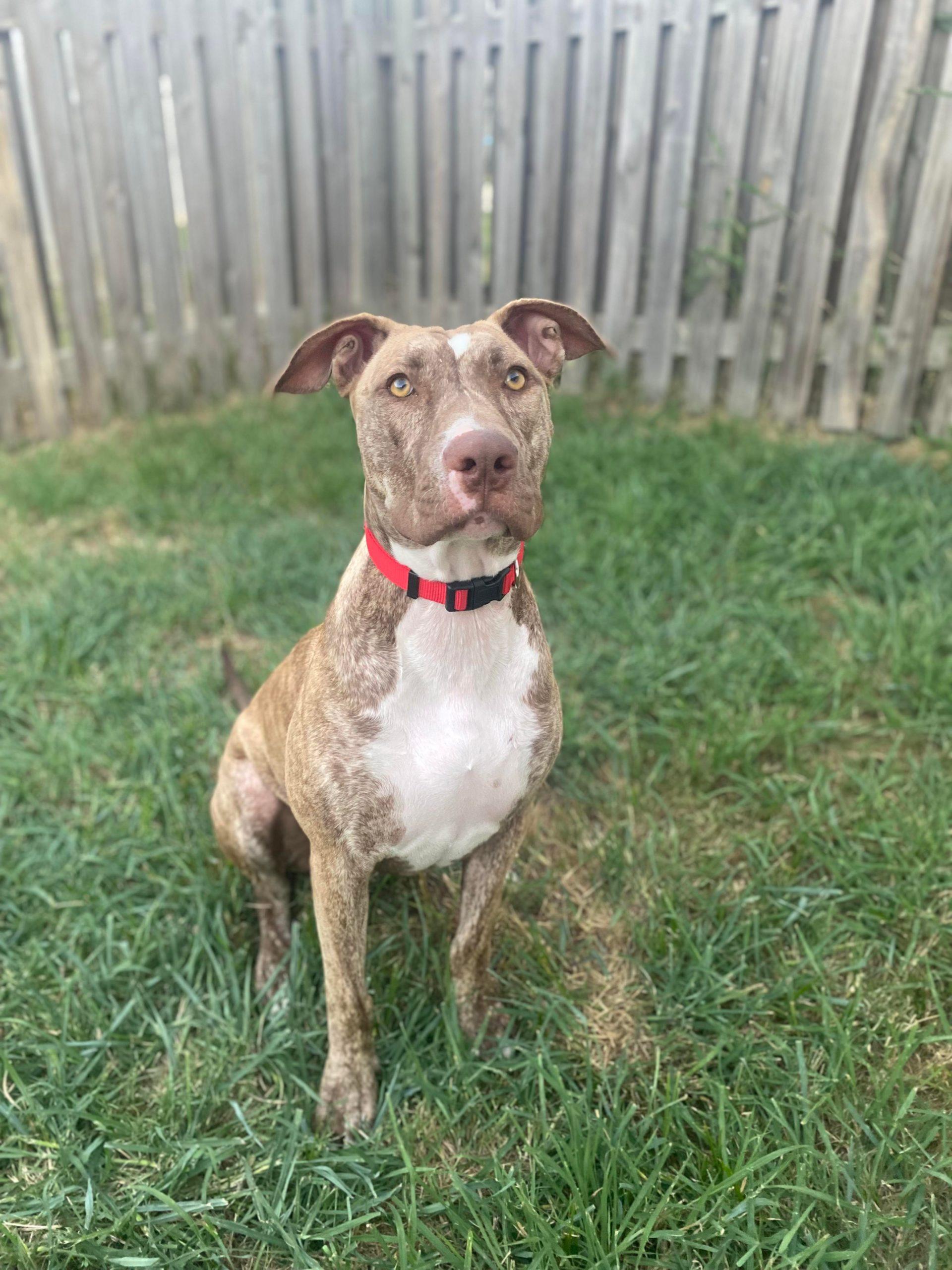 dakota-lucky-paws-dog-rescue-inc