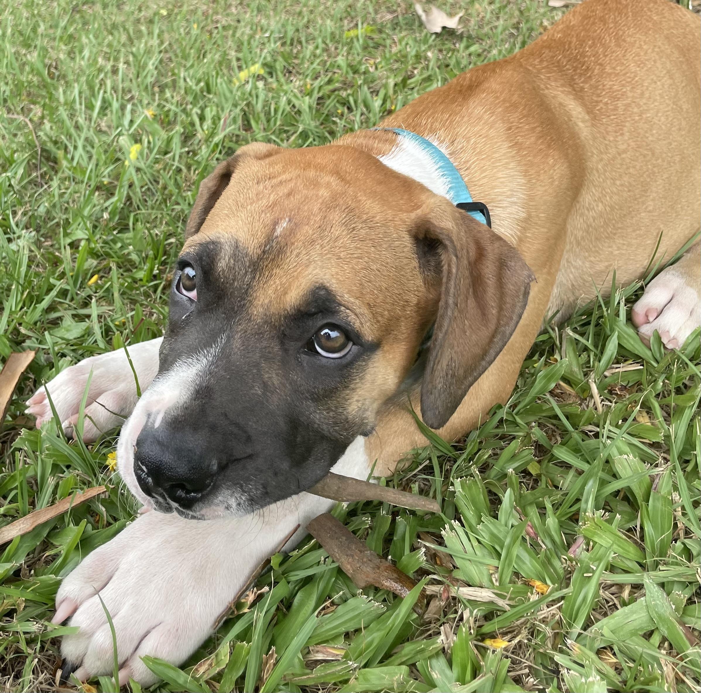 Tempo Lucky Paws Dog Rescue Inc tempo-lucky-paws-dog-rescue-inc