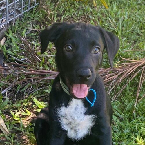 Tooheys Lucky Paws Dog Rescue Inc