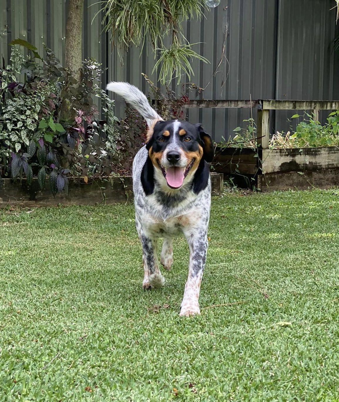 sprite-lucky-paws-dog-rescue-inc