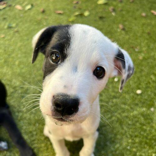 Cayenne Lucky Paws Dog Rescue Inc