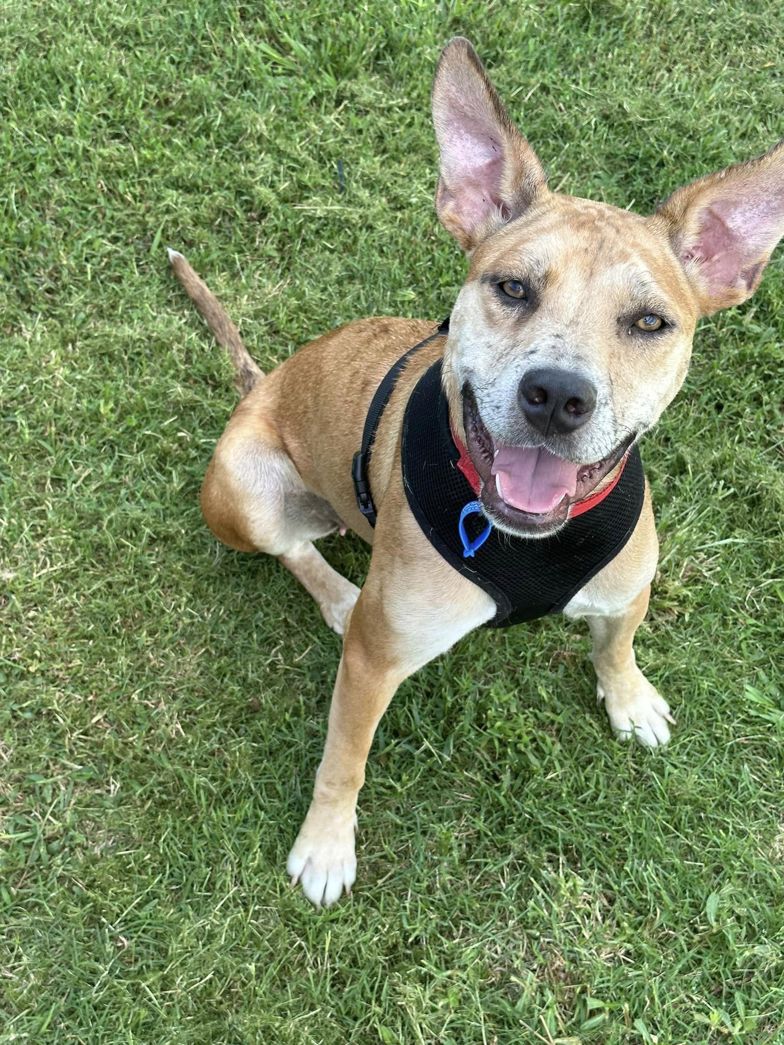 Nala – Lucky Paws Dog Rescue Inc