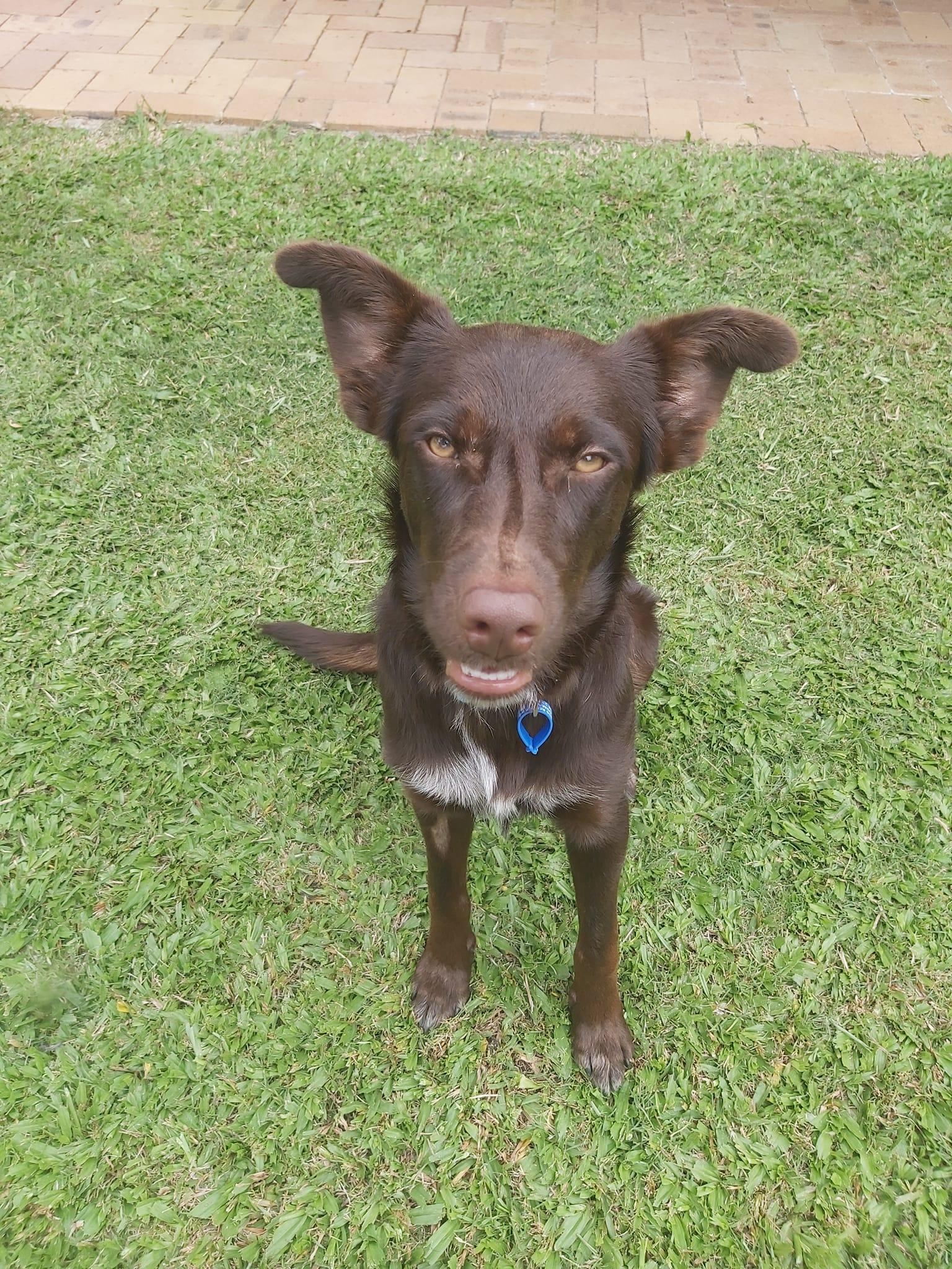 Java Lucky Paws Dog Rescue Inc