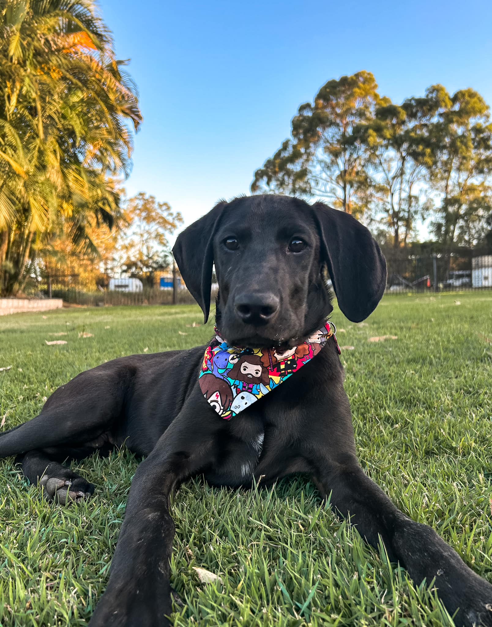 zeke-lucky-paws-dog-rescue-inc