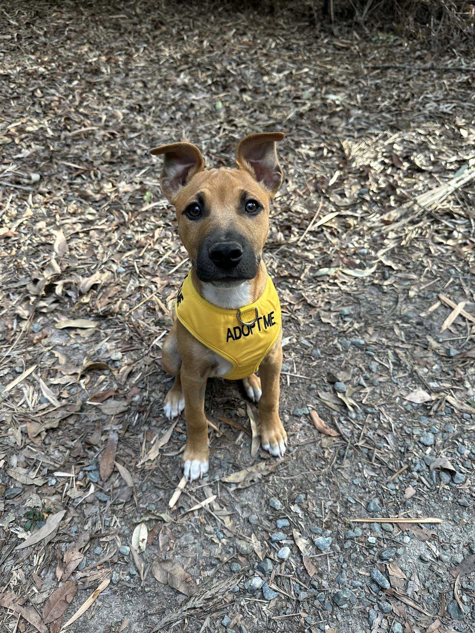 Toblerone dog sale