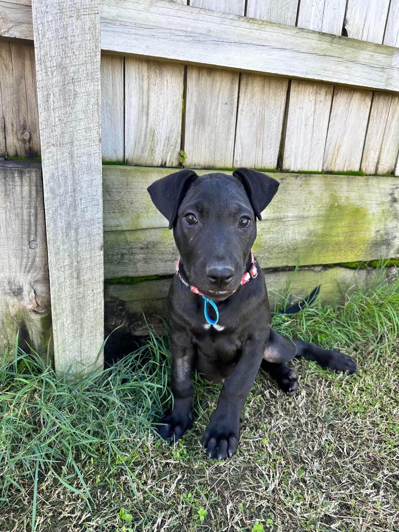 Nike Lucky Paws Dog Rescue Inc