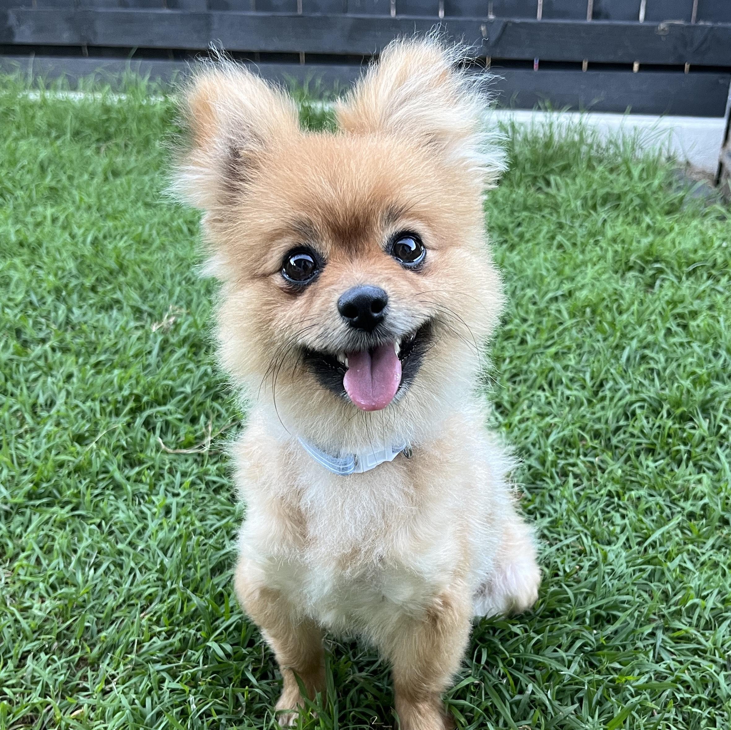 Bubbles Lucky Paws Dog Rescue Inc