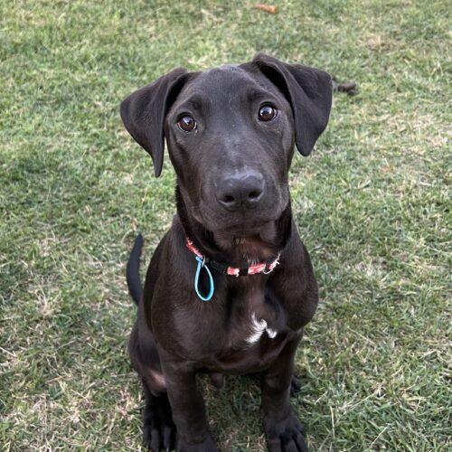 Nike Lucky Paws Dog Rescue Inc