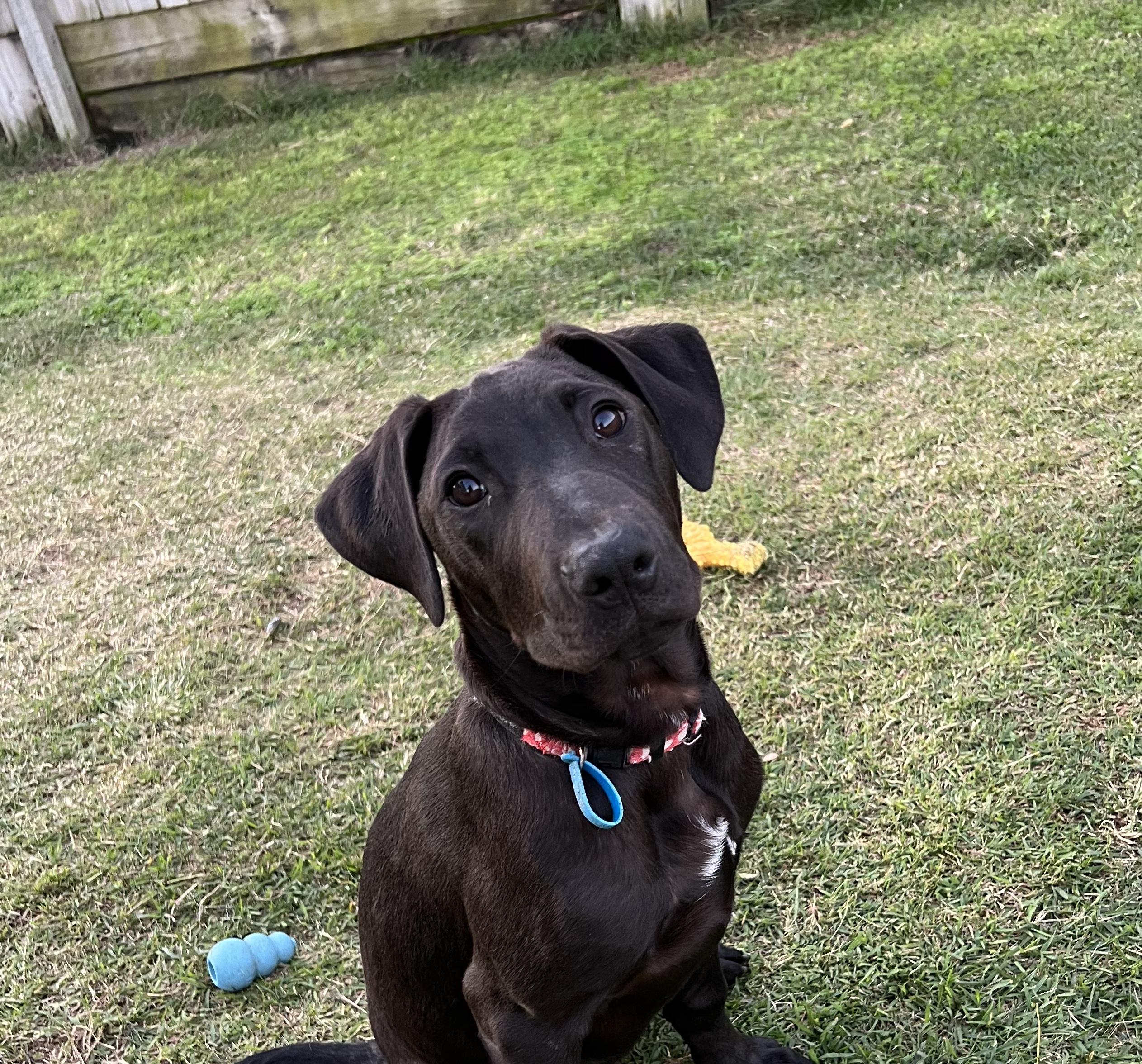 Nike Lucky Paws Dog Rescue Inc