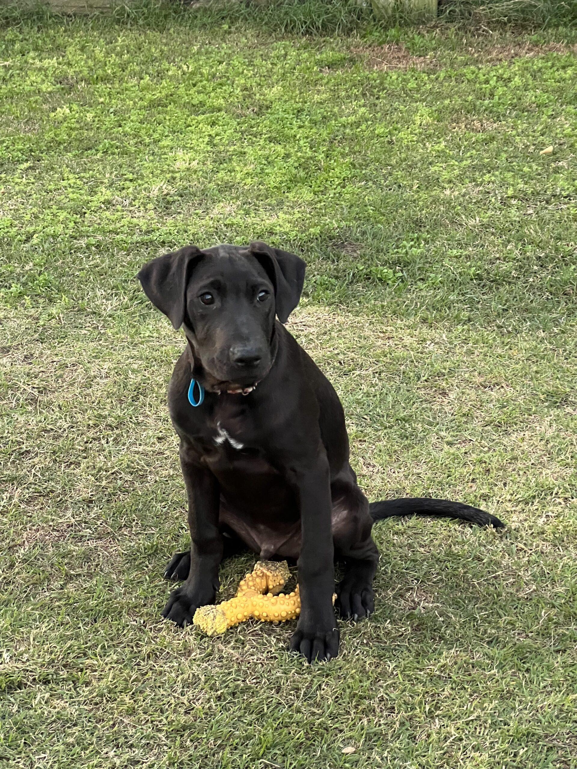 Nike Lucky Paws Dog Rescue Inc