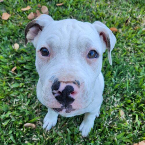 Havarti Lucky Paws Dog Rescue Inc