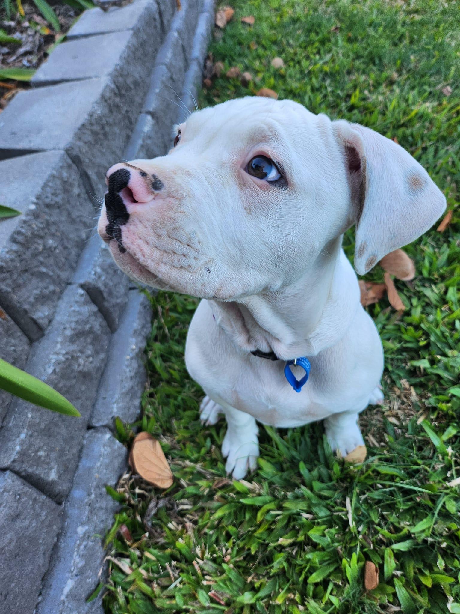 Havarti Lucky Paws Dog Rescue Inc