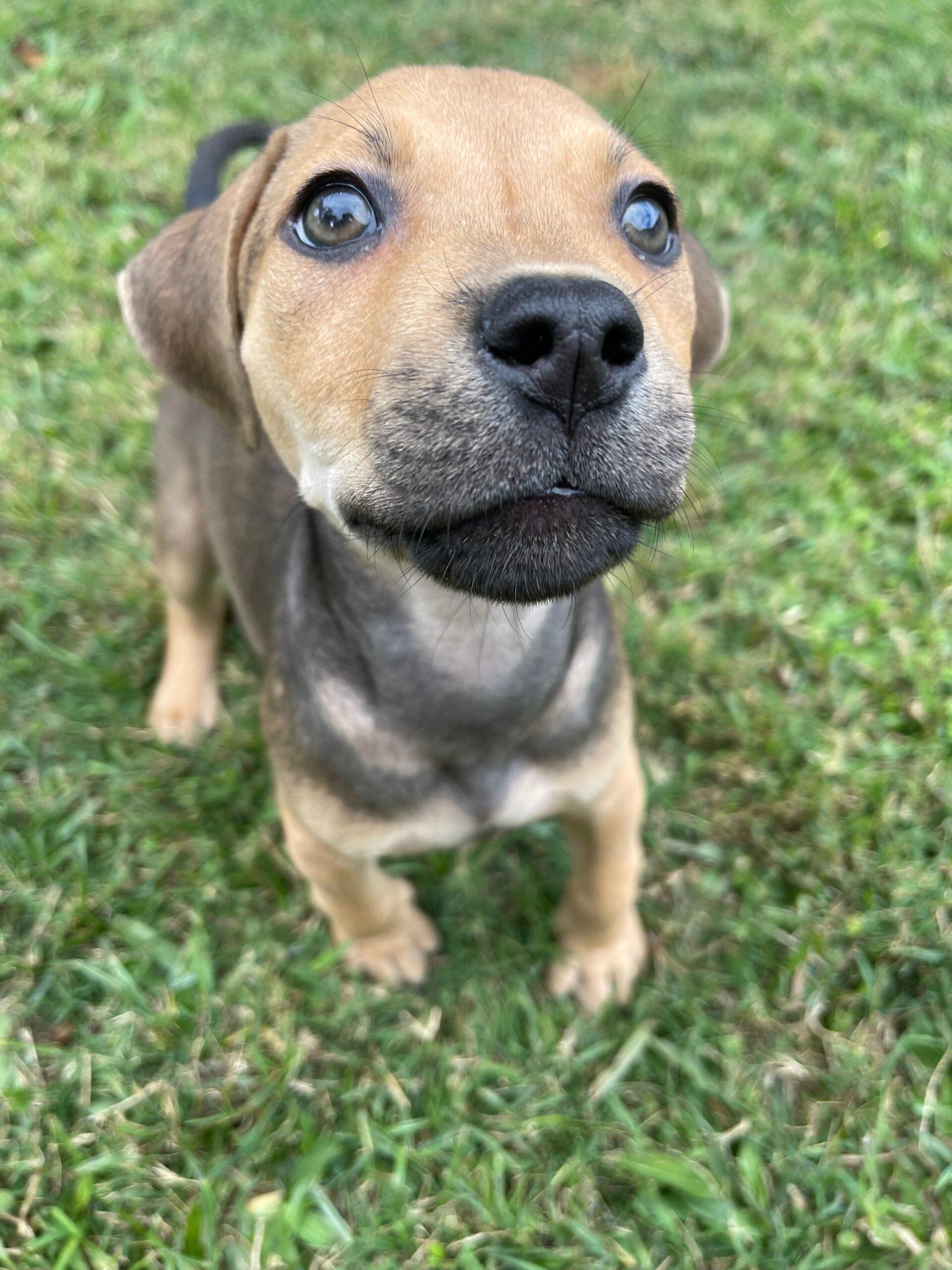 Django Lucky Paws Dog Rescue Inc