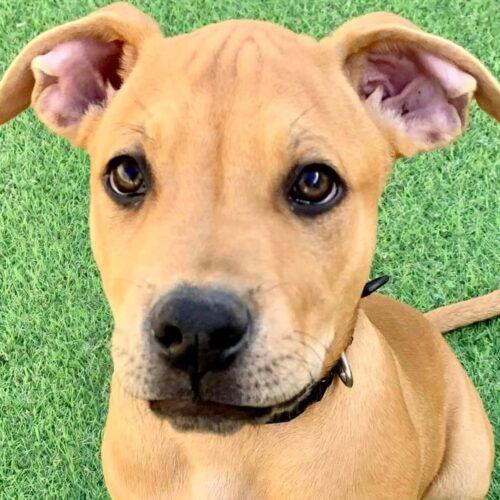 Sheldon Lucky Paws Dog Rescue Inc