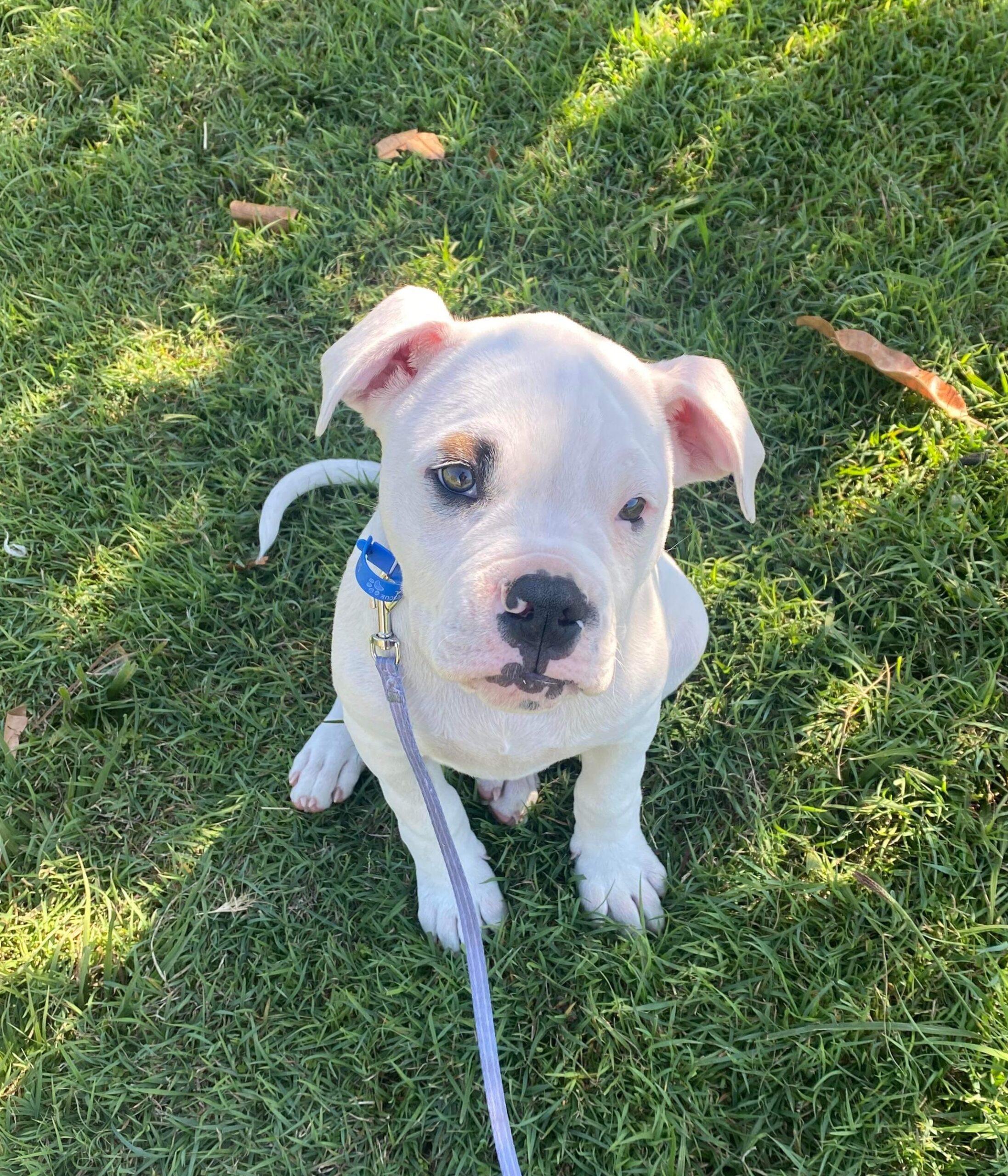 Forever Paws Puppy Rescue Indiana 08 - zh7ujmc