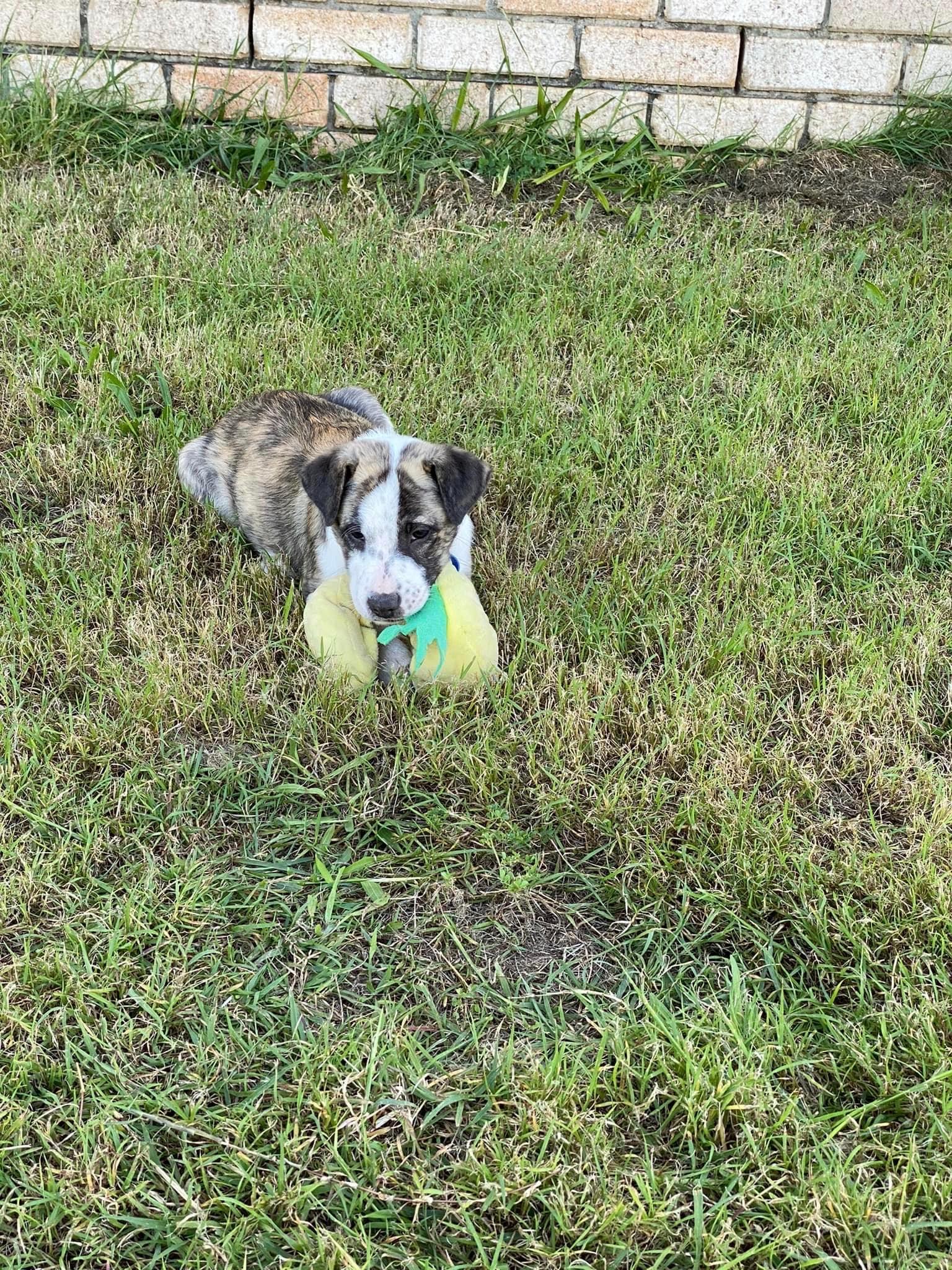 Arizona Lucky Paws Dog Rescue Inc