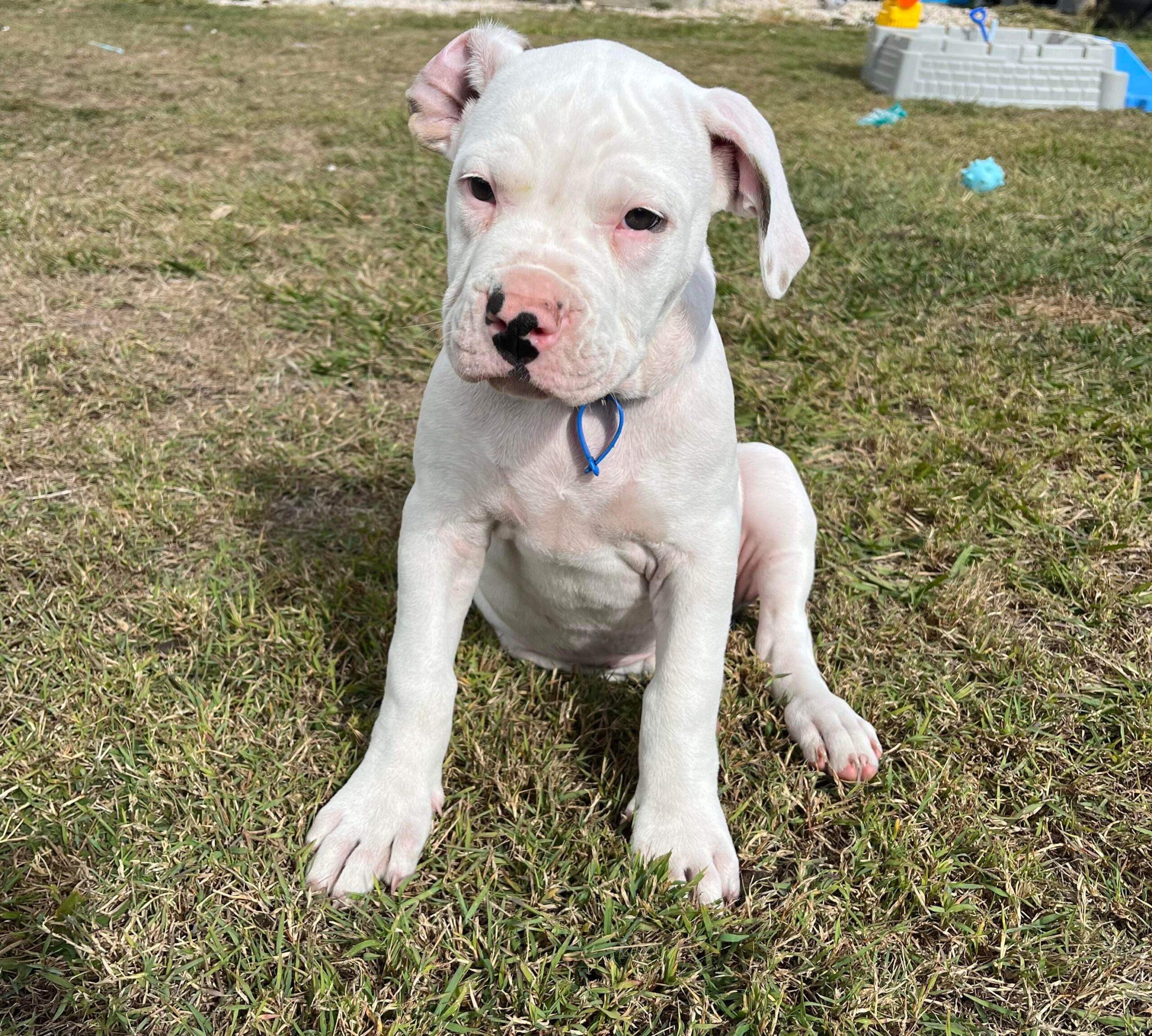 Havarti Lucky Paws Dog Rescue Inc