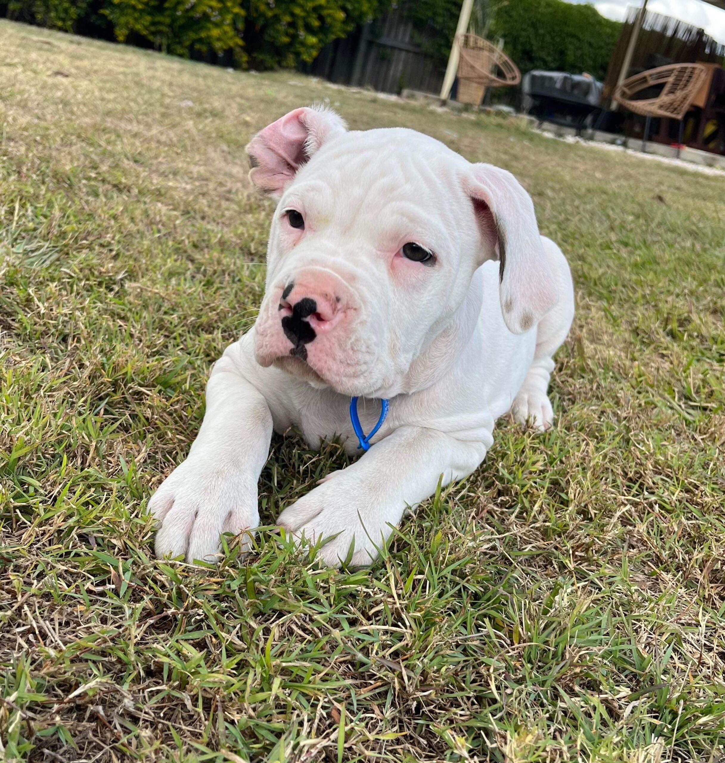 Havarti Lucky Paws Dog Rescue Inc