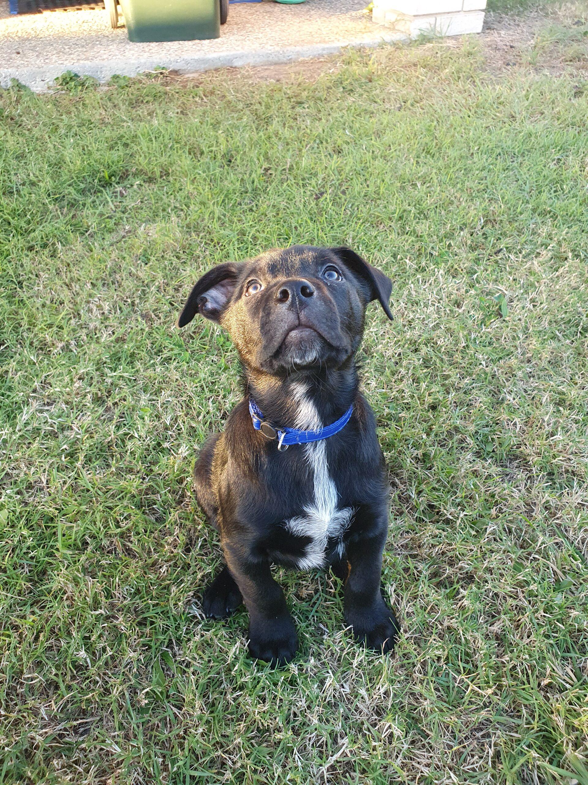 samosa-lucky-paws-dog-rescue-inc