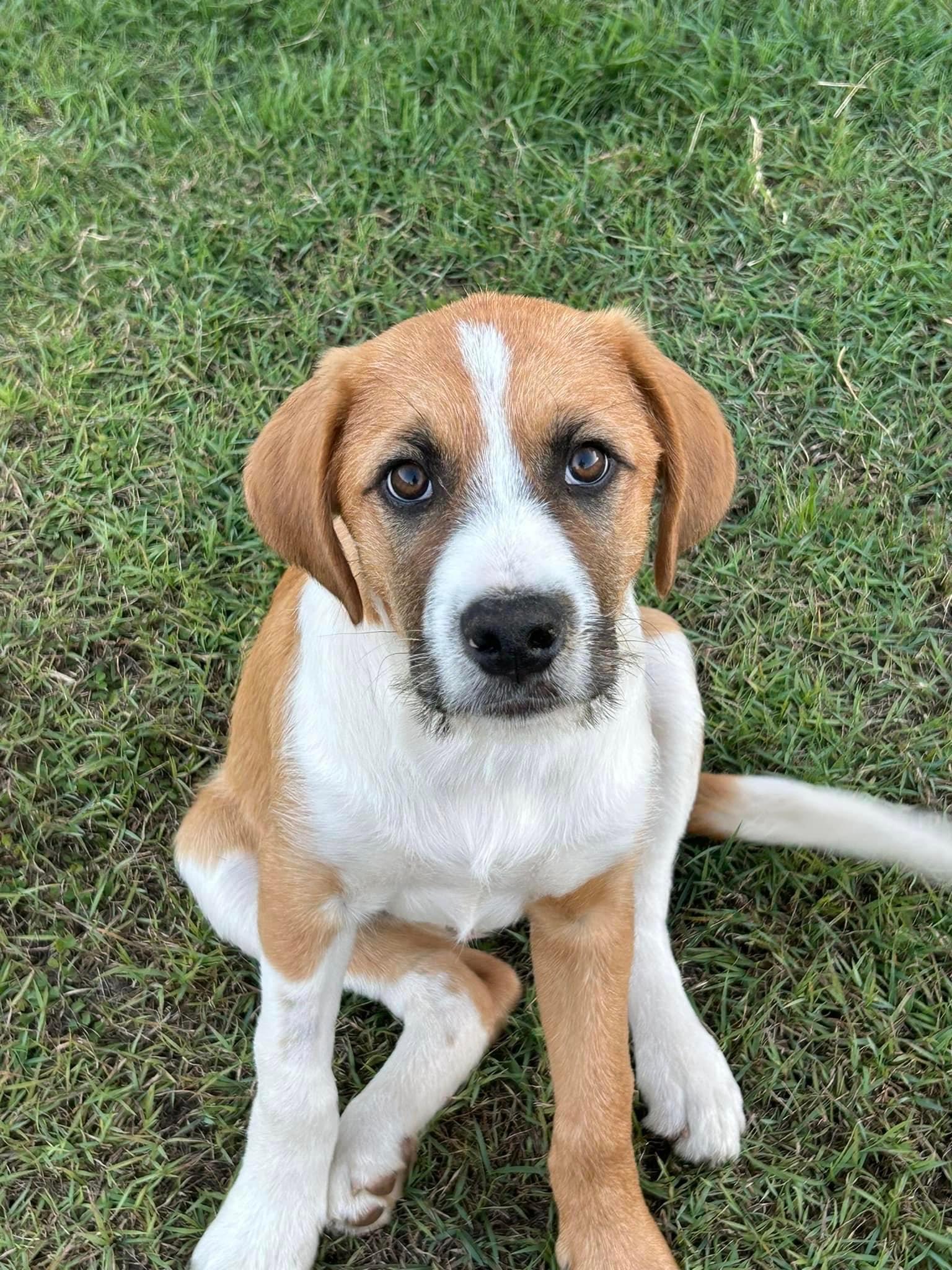Apollo – Lucky Paws Dog Rescue Inc