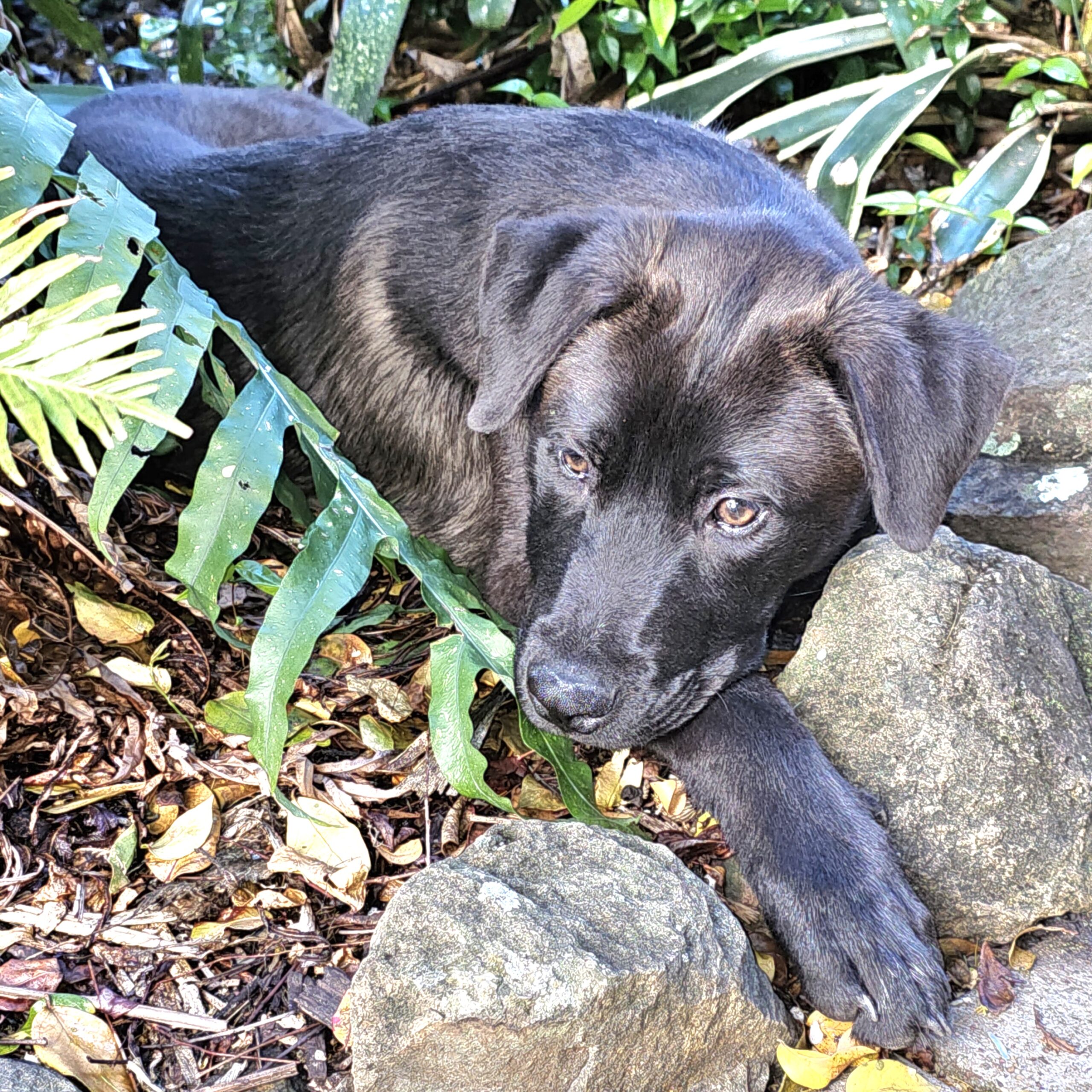 Ginger Lucky Paws Dog Rescue Inc