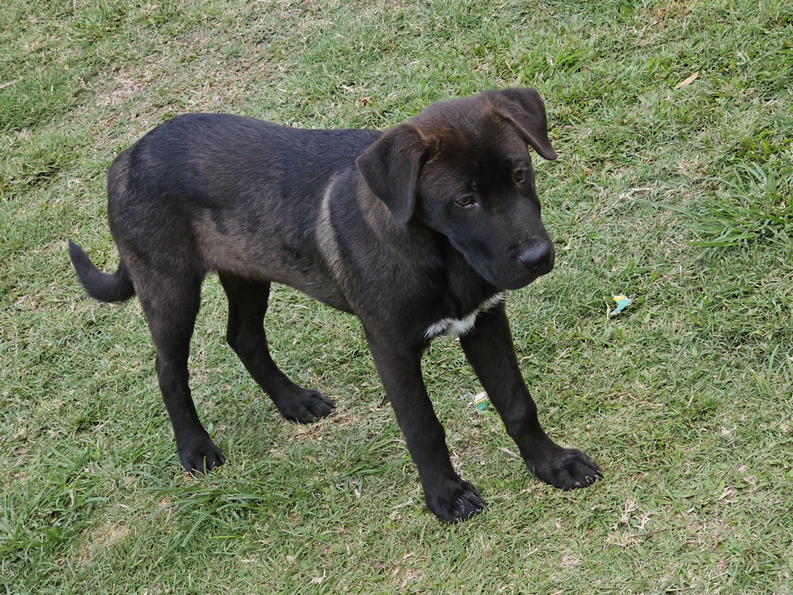 Ginger Lucky Paws Dog Rescue Inc