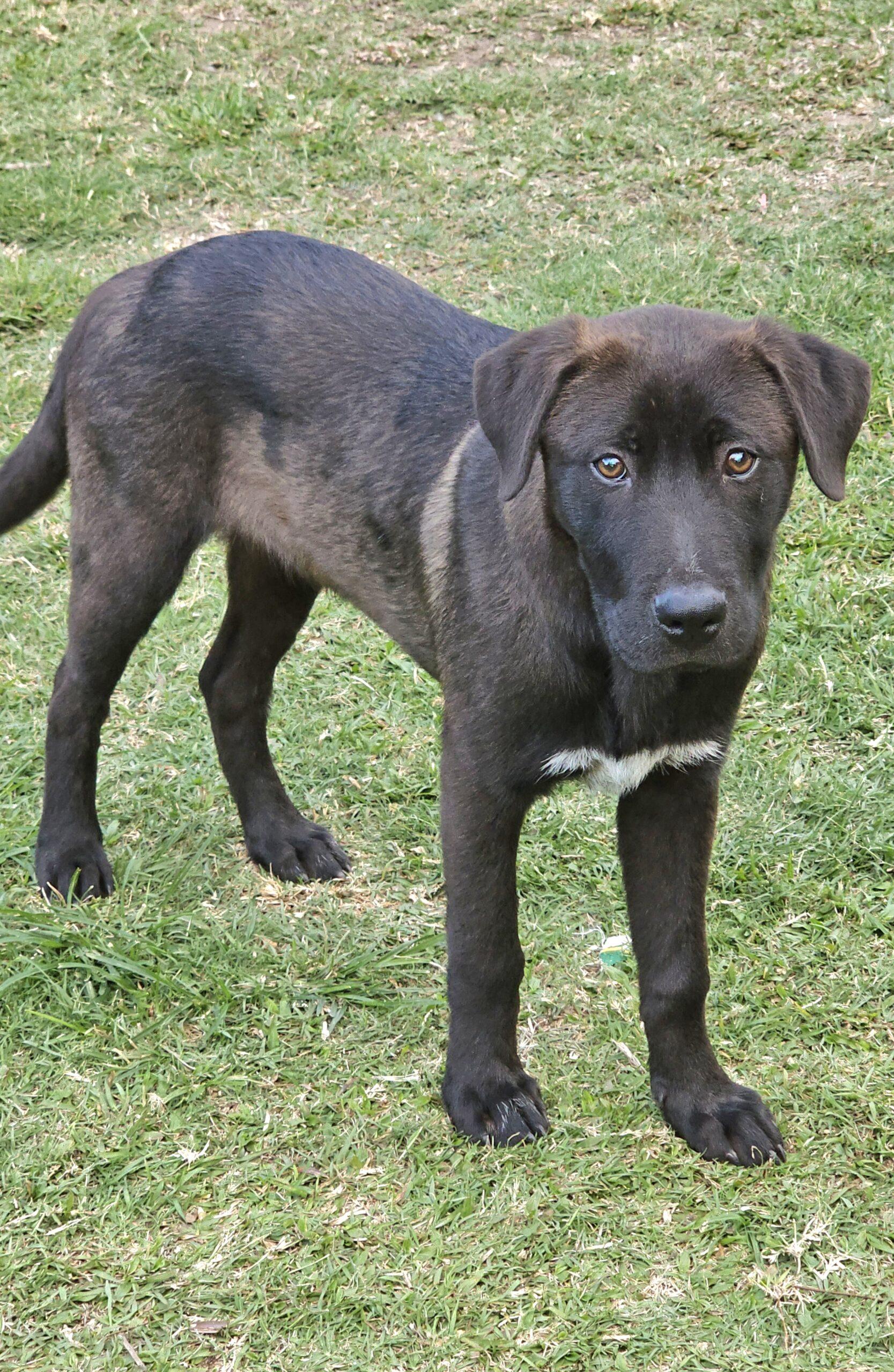 Ginger Lucky Paws Dog Rescue Inc