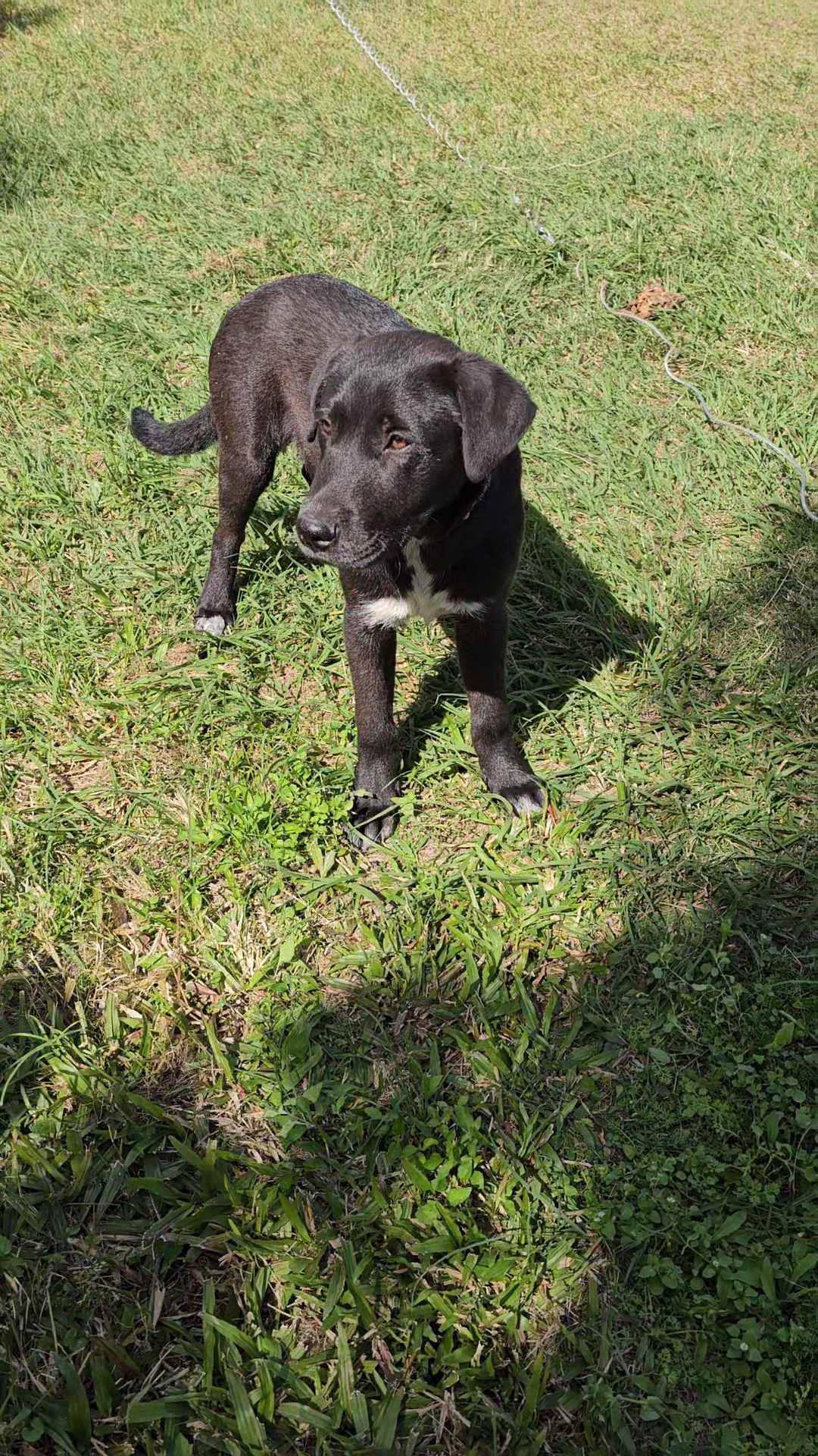 Peanut Lucky Paws Dog Rescue Inc