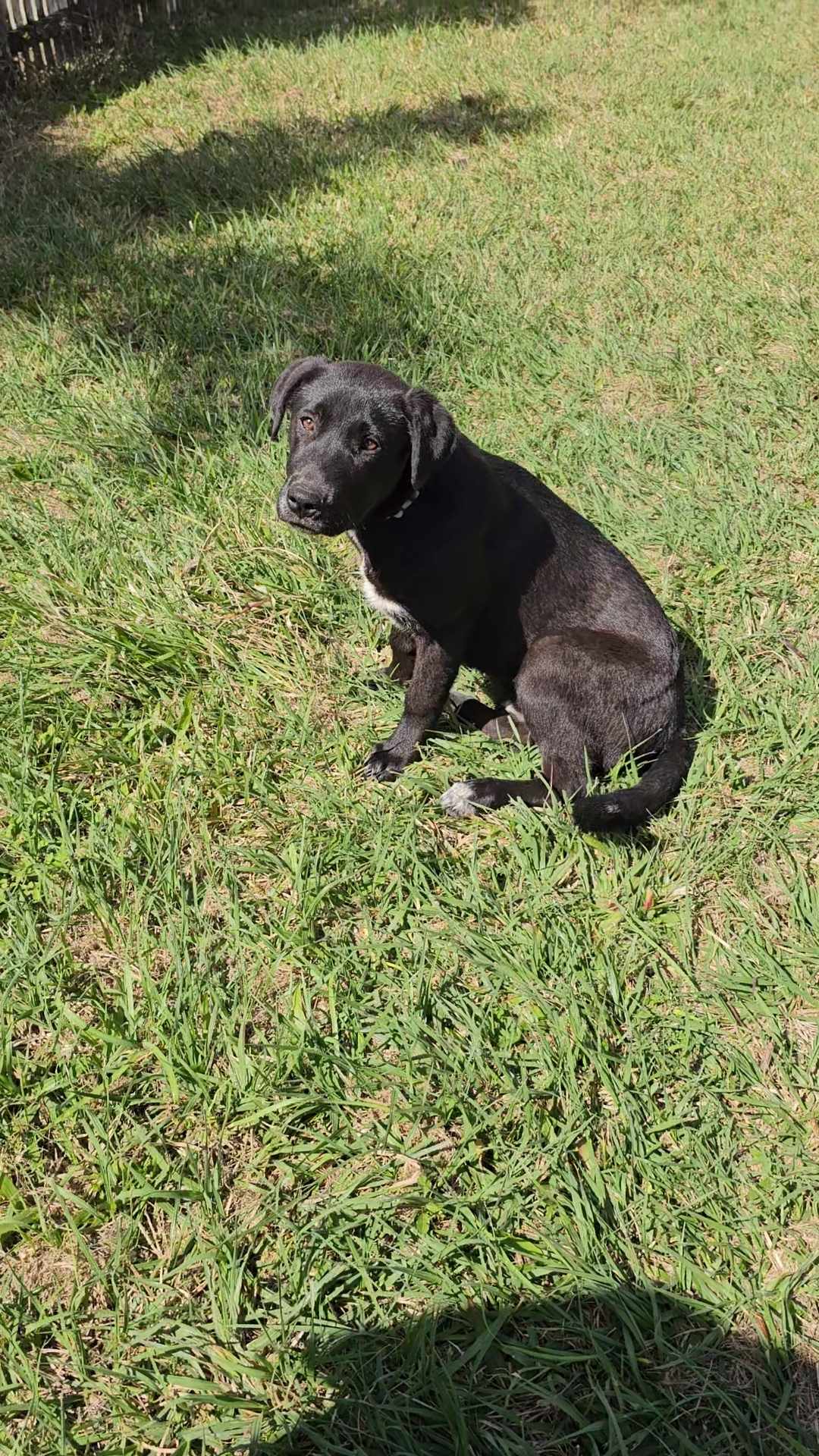 Peanut Lucky Paws Dog Rescue Inc