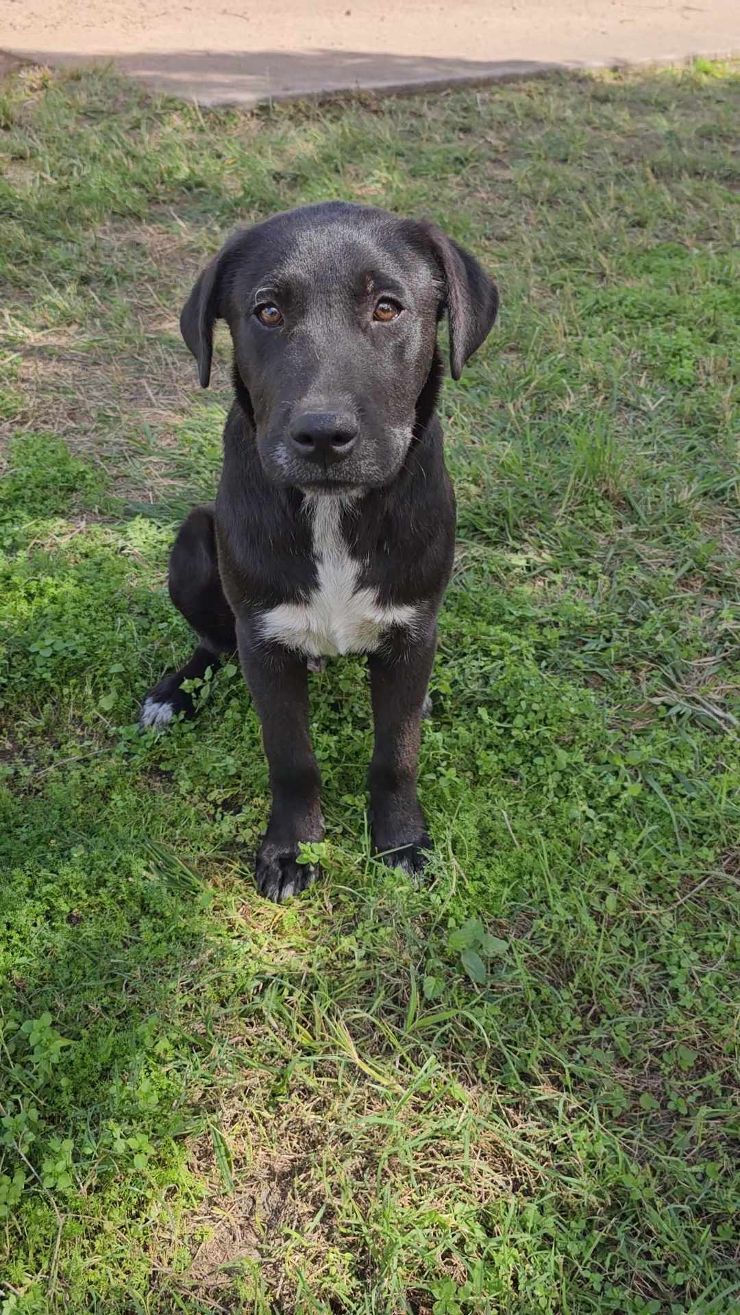 Peanut Lucky Paws Dog Rescue Inc