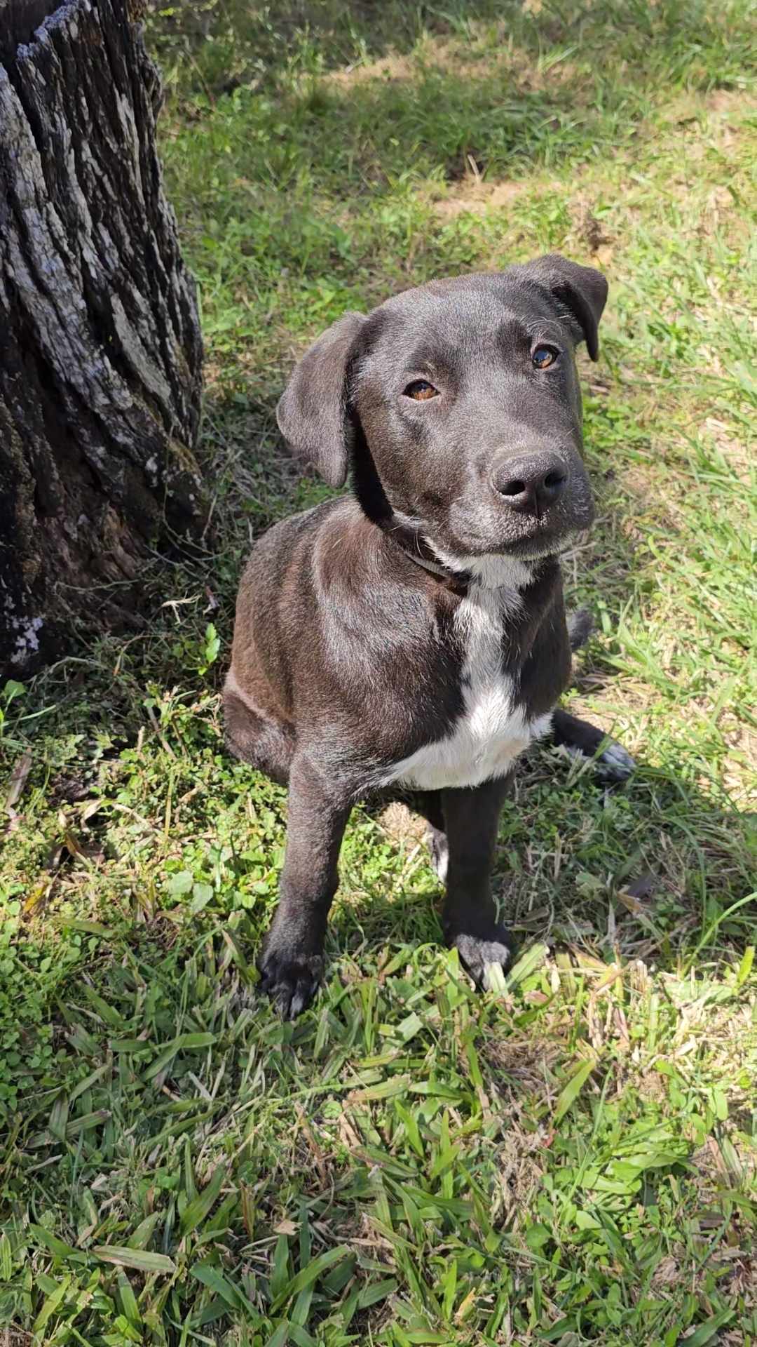 Peanut Lucky Paws Dog Rescue Inc