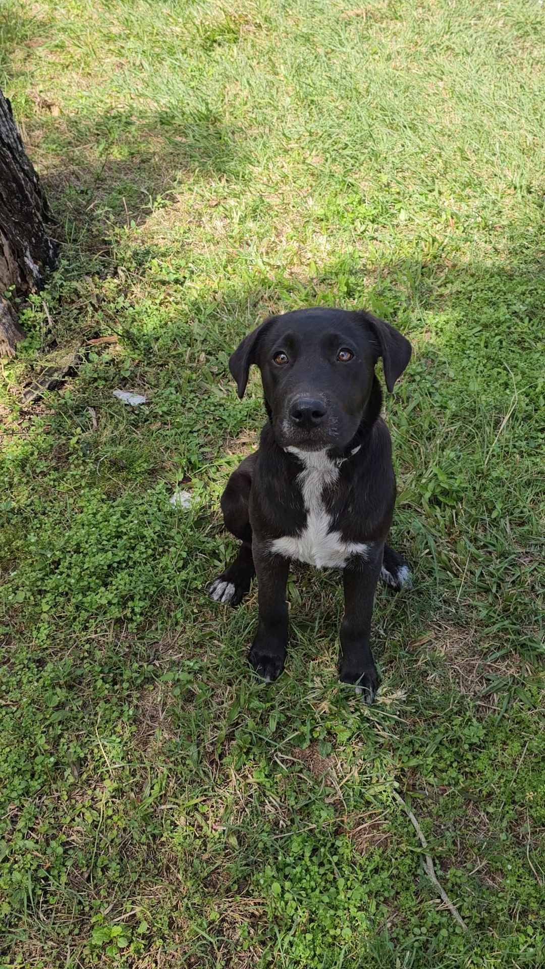 Peanut Lucky Paws Dog Rescue Inc