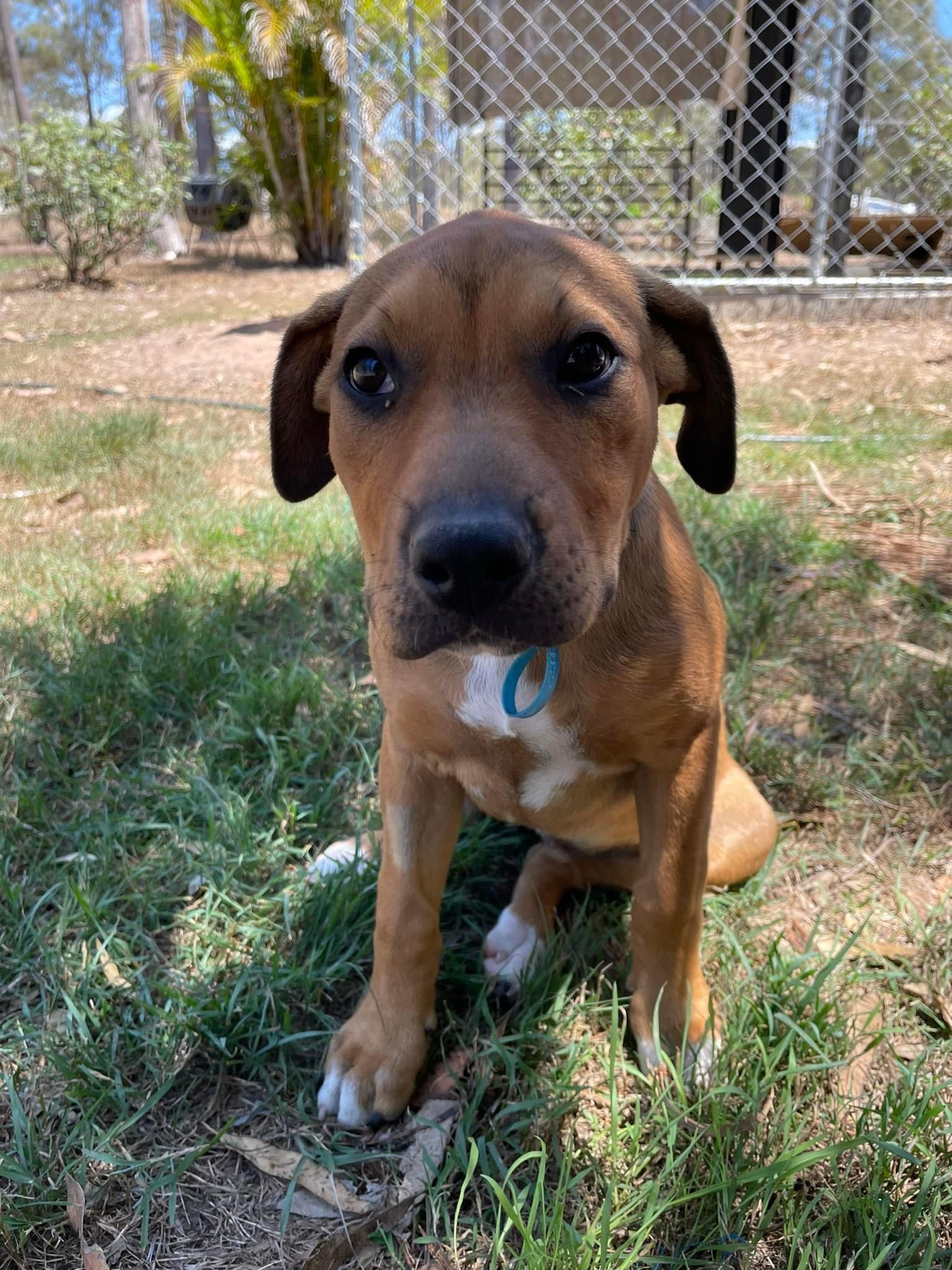 Cherry Lucky Paws Dog Rescue Inc