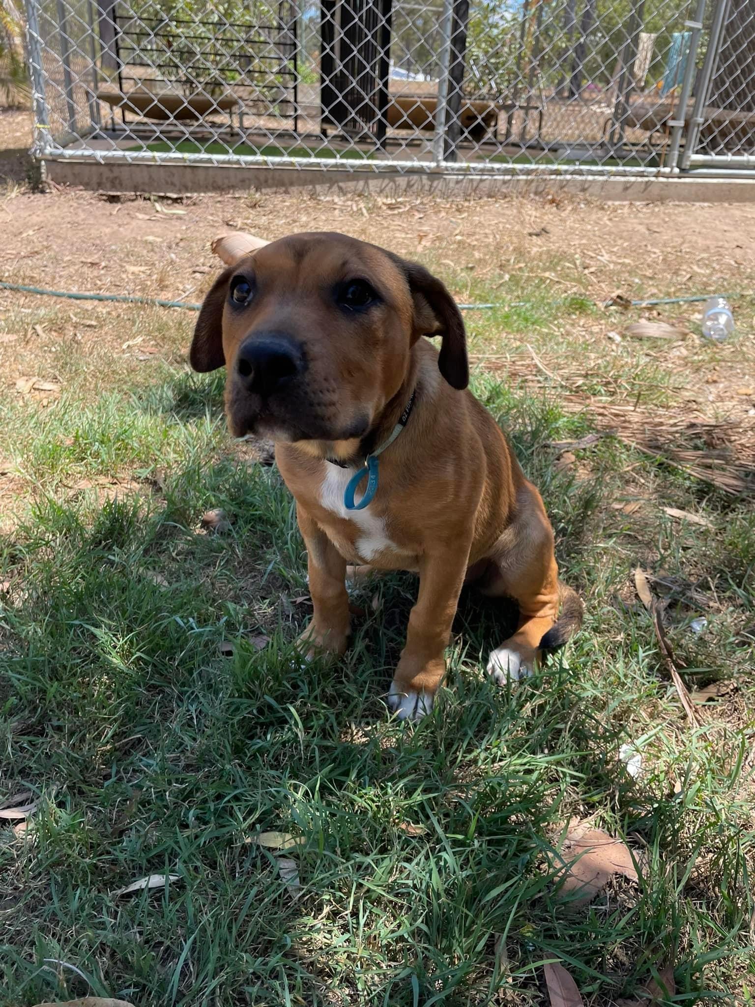 Cherry Lucky Paws Dog Rescue Inc