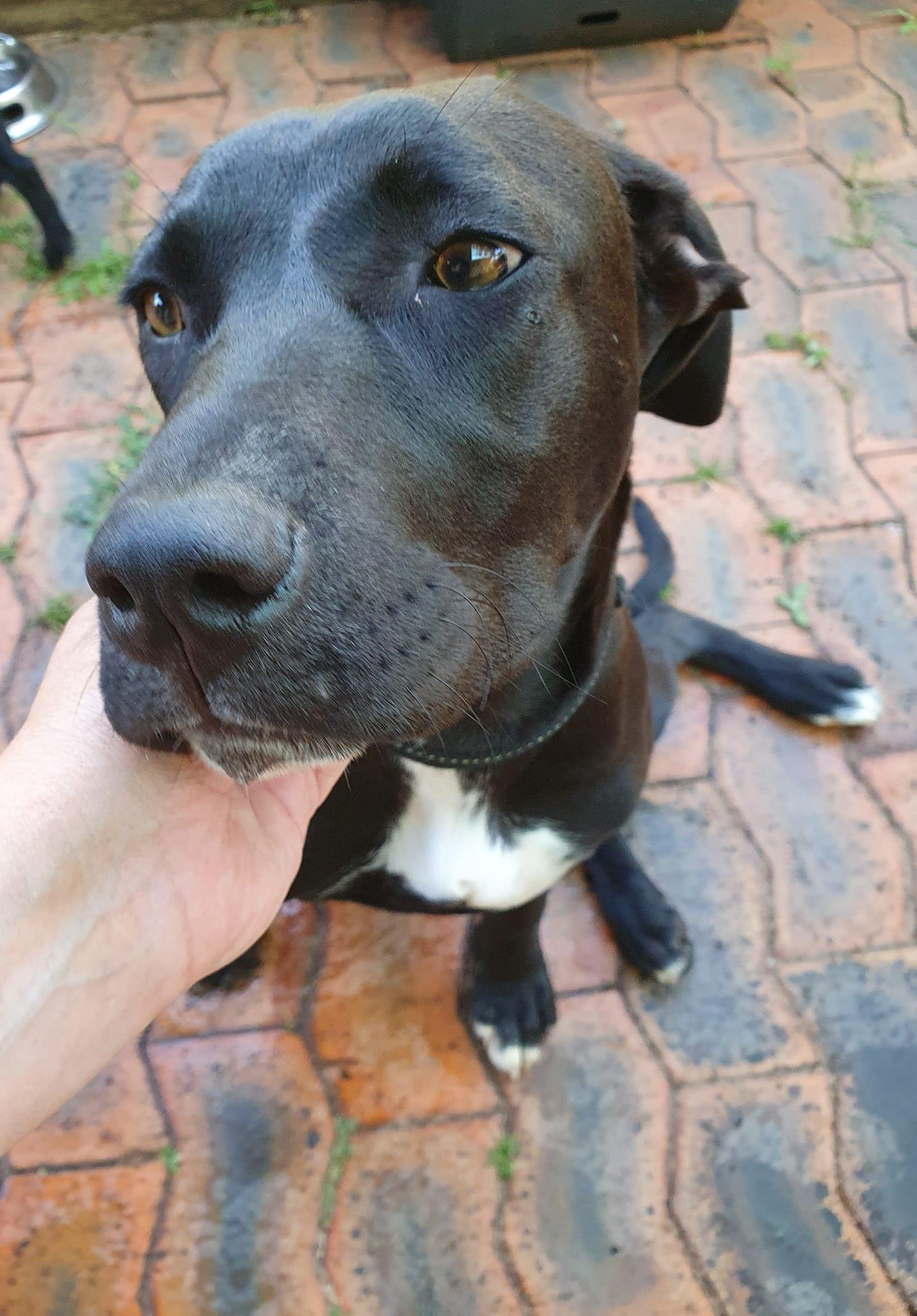 Parsley Lucky Paws Dog Rescue Inc