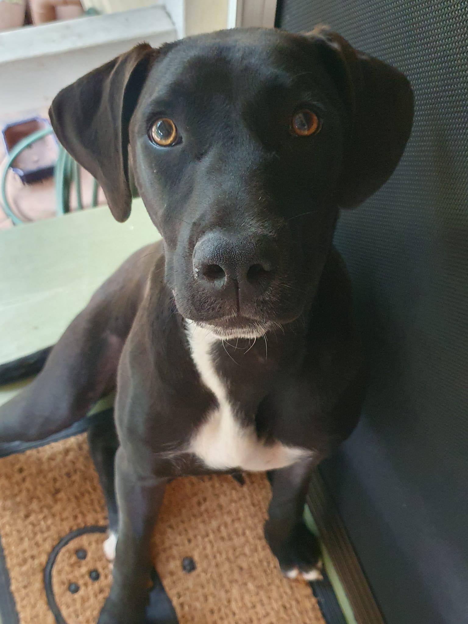 Parsley Lucky Paws Dog Rescue Inc