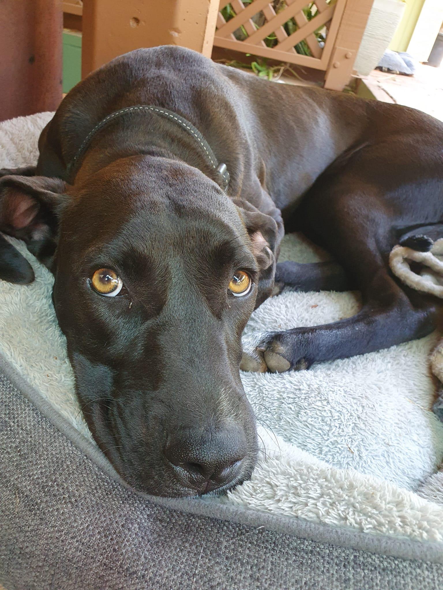 Parsley Lucky Paws Dog Rescue Inc