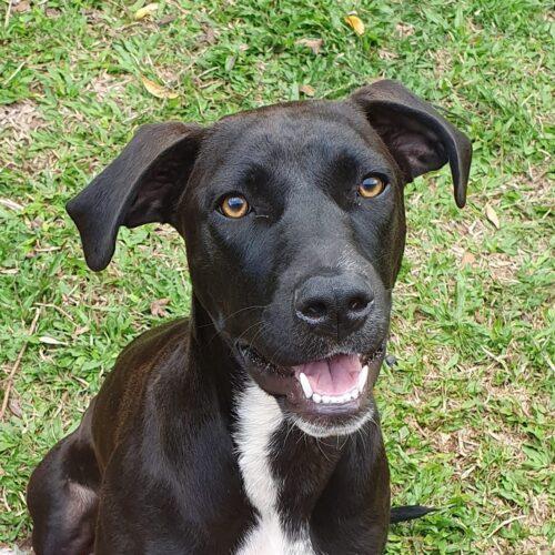 Parsley Lucky Paws Dog Rescue Inc